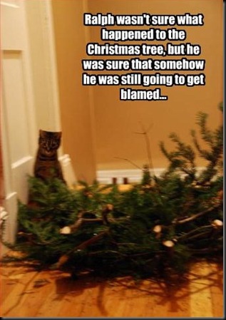 funny-pictures-cat-may-have-knocked-over-tree4
