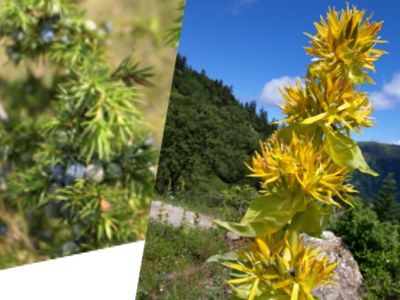 Genevrier et gentiane dans le massif du Bugey