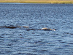 IMG_4556.JPG