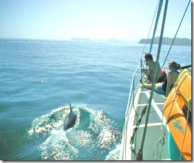 Dolphins in the Bay of Islands, Freewind