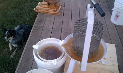 Crushing Honey in Fruit Press