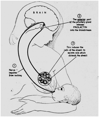 obstetri