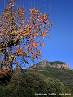 IMG_7382.jpg
