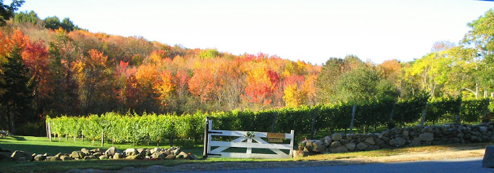 WSV in the fall