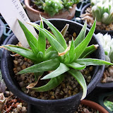 Haworthia02