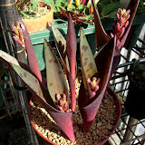 球根・塊根植物