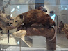 Royal Ontario Museum photo 27