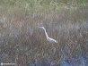 Everglades photo 18