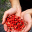 Bulgarie &ndash; 