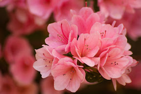 Azaleas