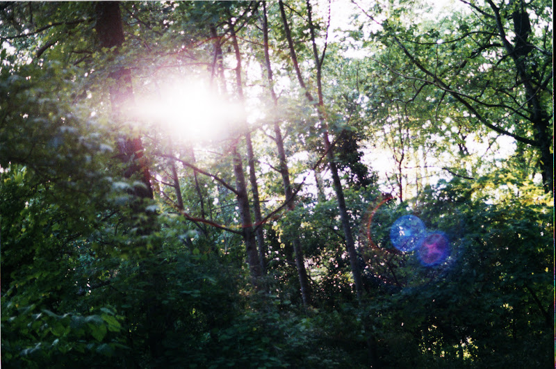 Through the trees
