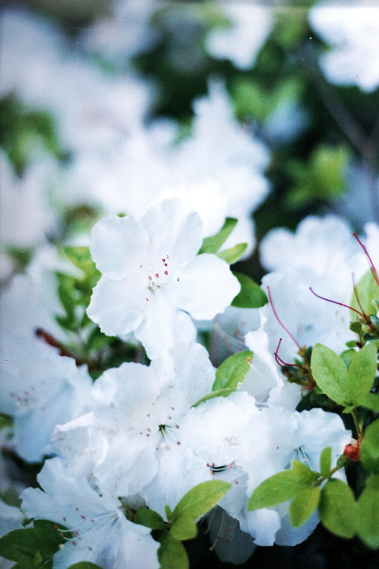 Blooming, but not onions.