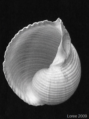 [Study of a Seashell (12)[6].jpg]