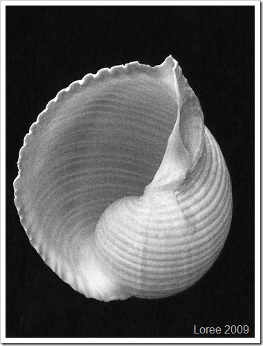 Study of a Seashell (12)