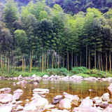 – 太平河谷边的一处小竹林 – 太平河谷边的一处小竹林