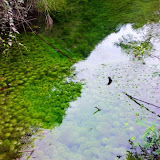 – 柔柔的水草 – 柔柔的水草