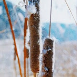  &ndash; 芦子