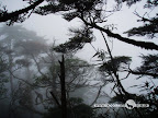 – 杂乱的树枝 – 杂乱的树枝