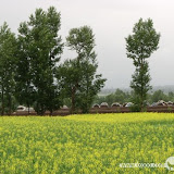 – 油菜花 – 油菜花