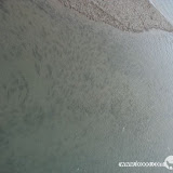 – 湟鱼群 – 湟鱼群