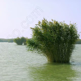  &ndash; 沙湖的芦苇