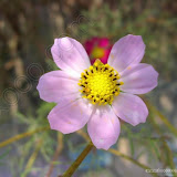  &ndash; 沙湖之花