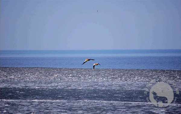 青海湖鸟岛