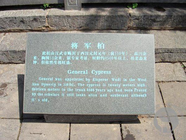 万阳书院里的柏树，将军柏