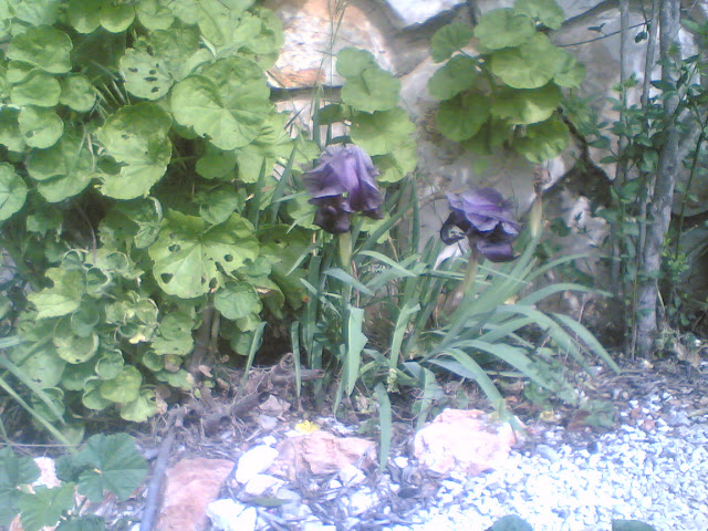 فصل الربيع 2010 %D8%B3%D9%81%D9%8A%D8%B1%D8%9B%28097%29
