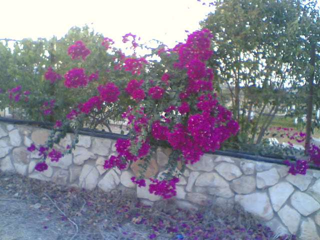 صور من عند مقبرة الشهداء Sultan%3B%281062%29