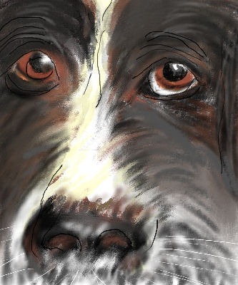 [BorderCollie[2].jpg]