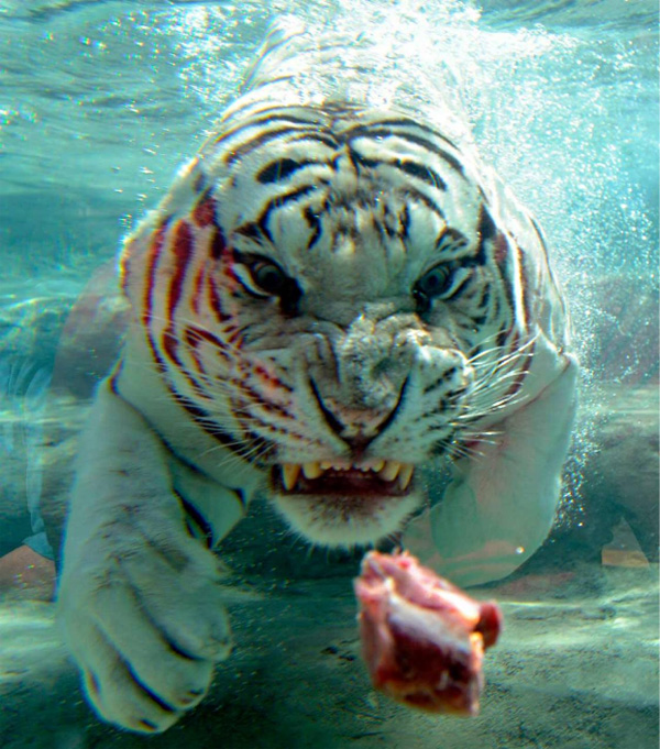 white Bengal tiger white Bengal tiger