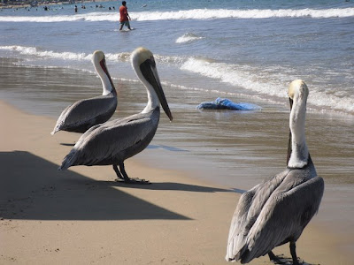 pelicanos en Guayabitos