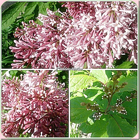 flowering shrub