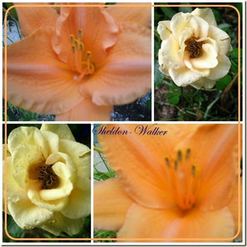 roses n lilies roses n lilies