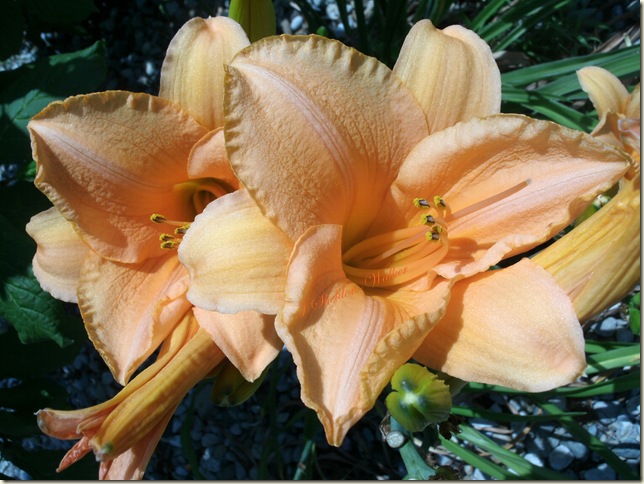 peach lilies