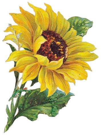 Not+interested+clipart clip art sunflower. Not+interested+clipart