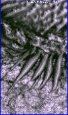 [dornen_5_resize2.jpg]