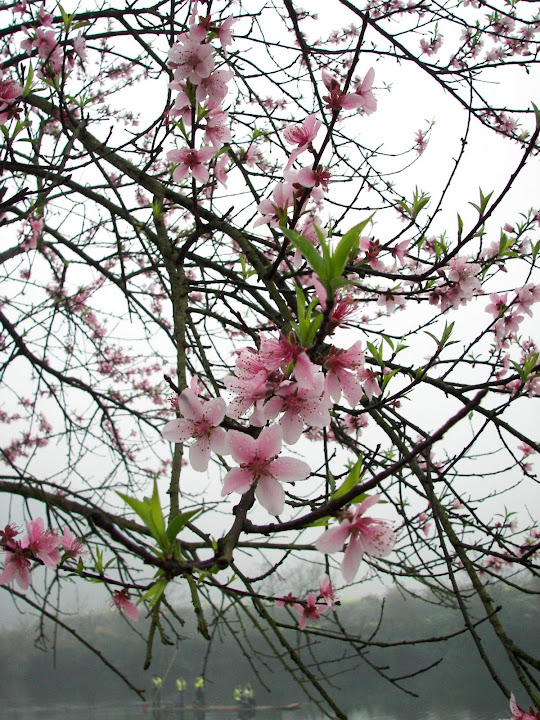 IMAGE: http://lh6.ggpht.com/_0R4kBESWztI/Scc-YpRgTTI/AAAAAAAAAS0/03aai7_F7_k/s720/%E5%A9%BA%E6%BA%90%E4%B9%8B%E6%98%A5%20125.jpg