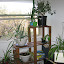 Matangie's Windowsill garden