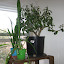 Unnames Spider plant