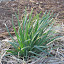 Garlic Chives