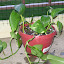 Golden Pothos