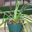 Unnames Spider plant