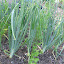 Volunteer Cilantro