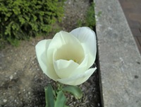 Tulip-1(AS)
