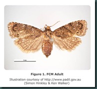 FCM_DorsalViewFemale_Figure1_pp