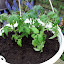 Tumbling toms