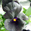 Black viola