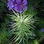 Love in a mist